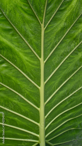 Botanical green natural plant background with veins - cosmetic floral detail.