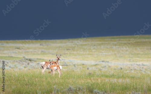Pronghorn by a stormy sky