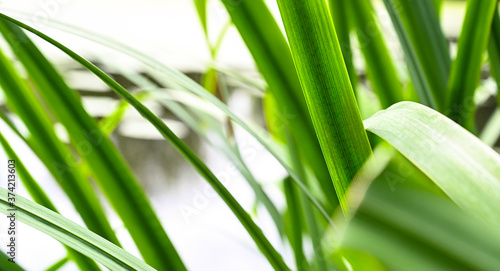 Close up of a green reed grass on a water