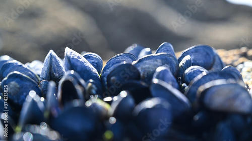 Foto Brittany edible oyster blue mussel on a rock cliff in atlantic sea ocean, france