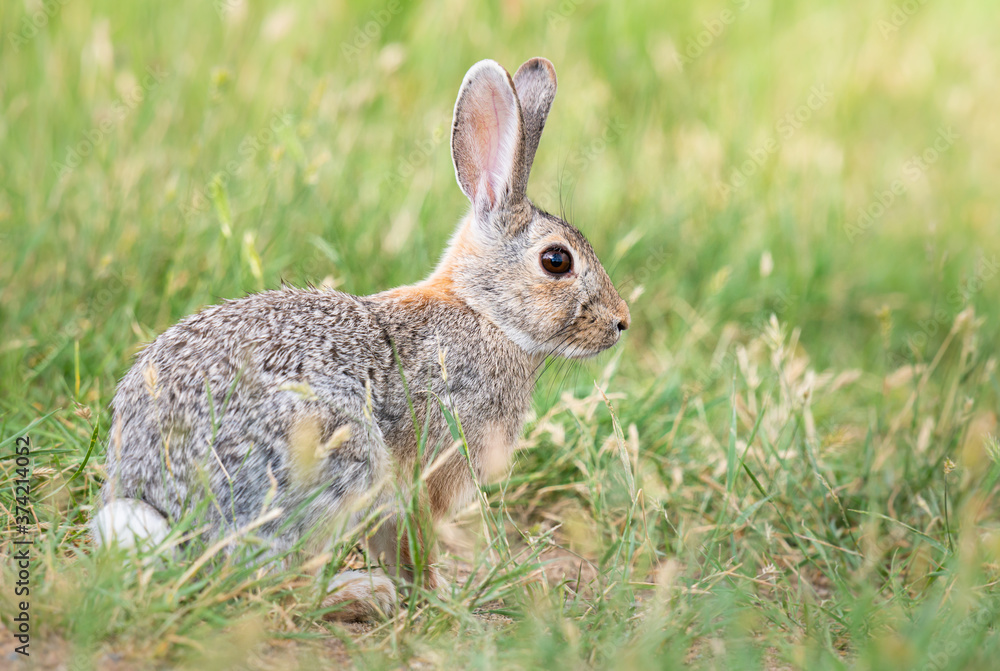 Fototapeta premium Hare