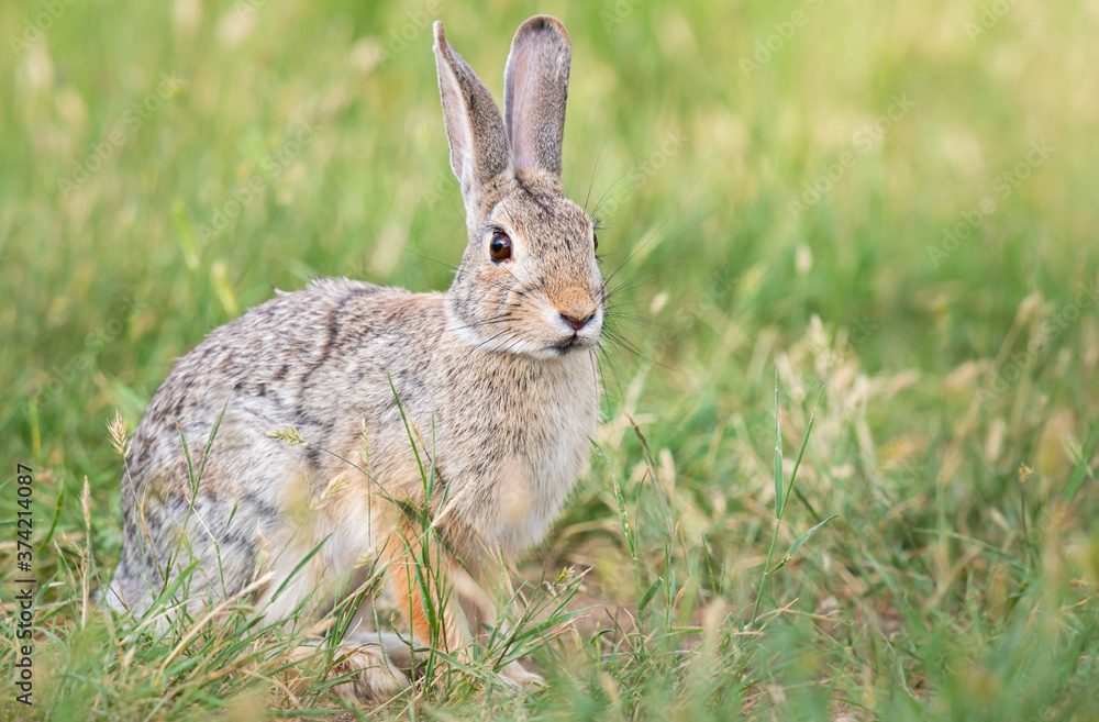 Hare Hare