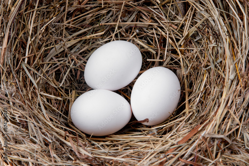 White chicken eggs in a straw nest