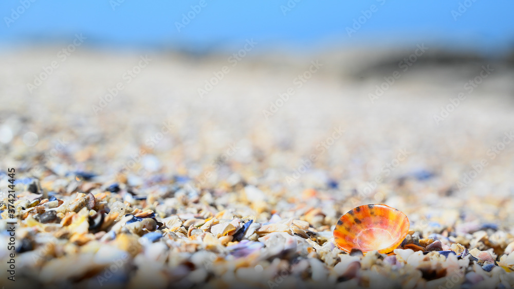 Shells and mussels as a colorful background on atlantic beach and ocean. Shells and mussels as a colorful background on atlantic beach and ocean.