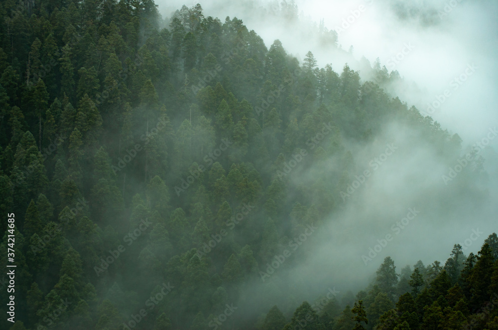 paisaje con pinos verdes en invierto con neblina en pachuca hidalgo 