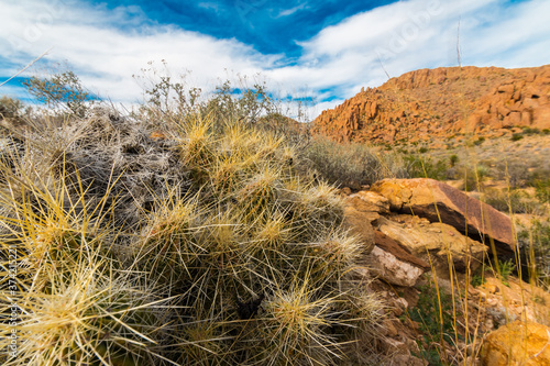 Strawberry Hedgehog (Echinocereus Stramineus) Cactus  In The Grapevine Hills, Big Bend National Park, Texas, USA photo