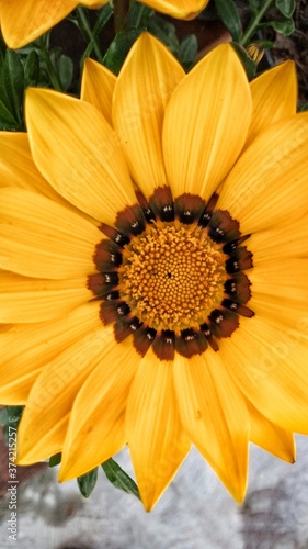 sunflower on a yellow background