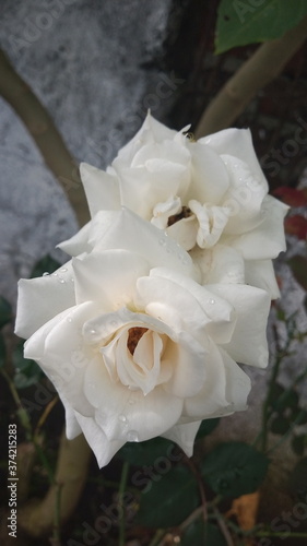 yellow rose in the garden