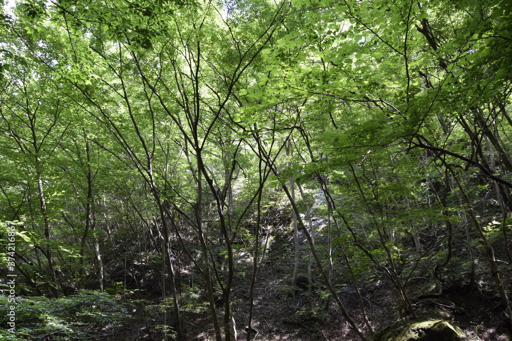 Fototapeta premium 森の中
