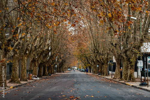 forest street in autumn