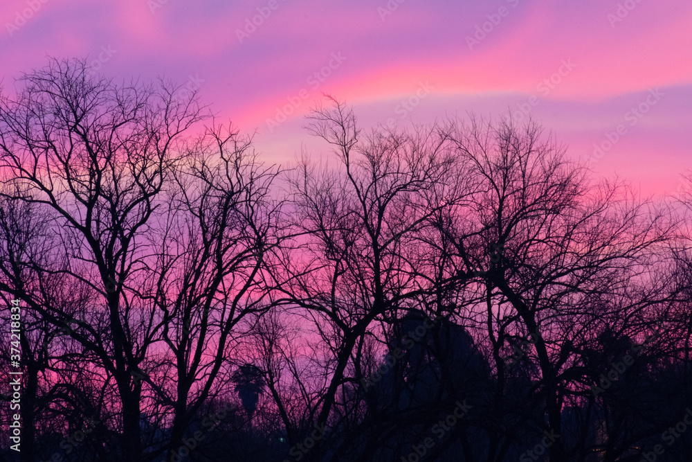 Naklejka premium sunset in the forest