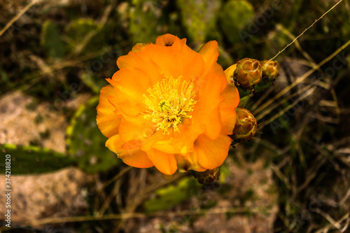 Flor en el monte photo