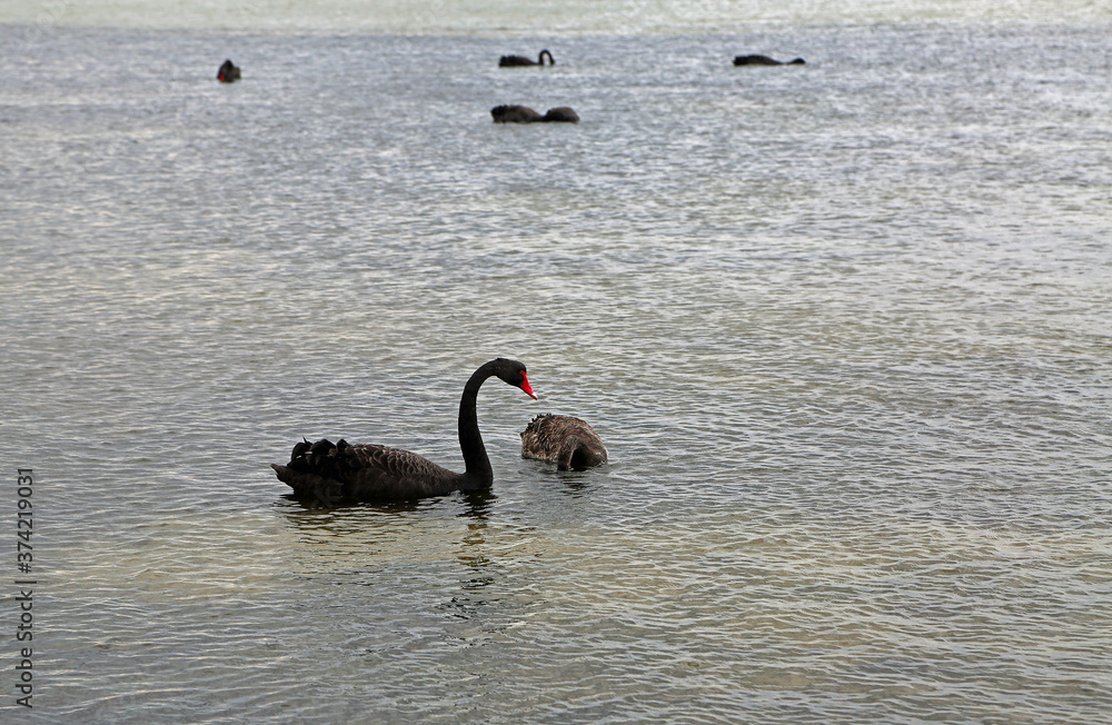 Fototapeta premium Black swan - Sorrento, Victoria, Australia