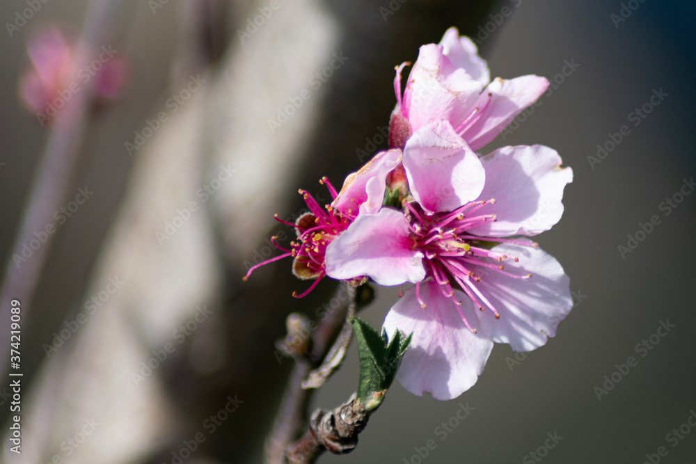 close up of pink flower close up of pink flower
