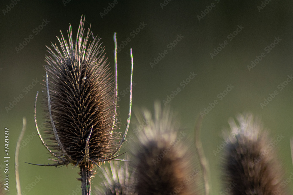 dry thistle flower dry thistle flower