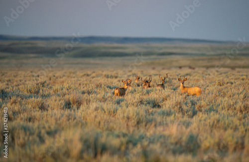 Pronghorn in the prairies © Jillian