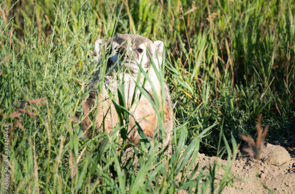 Badger in the prairies