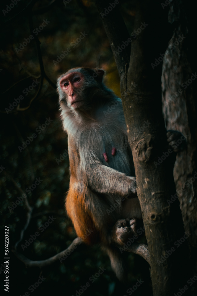 Fototapeta premium 武陵源