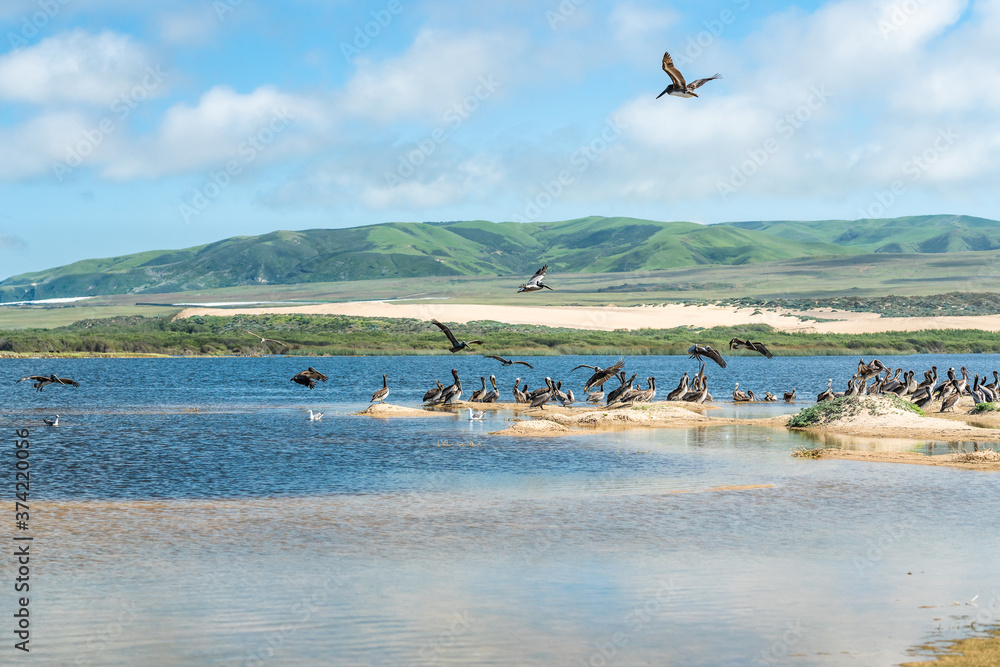 Great colony of brown pelicans on the beach. Guadalupe-Nipomo Dunes National Wildlife Reserve, California Coastline