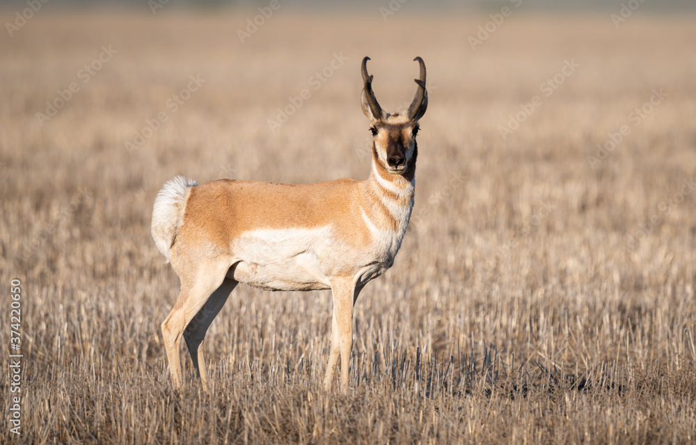 Pronghorn in the prairies