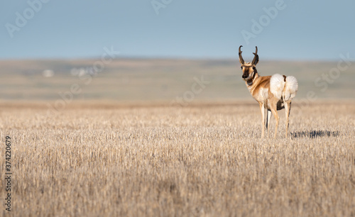 Pronghorn in the prairies