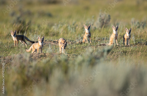 Endangered swift fox in the wild photo