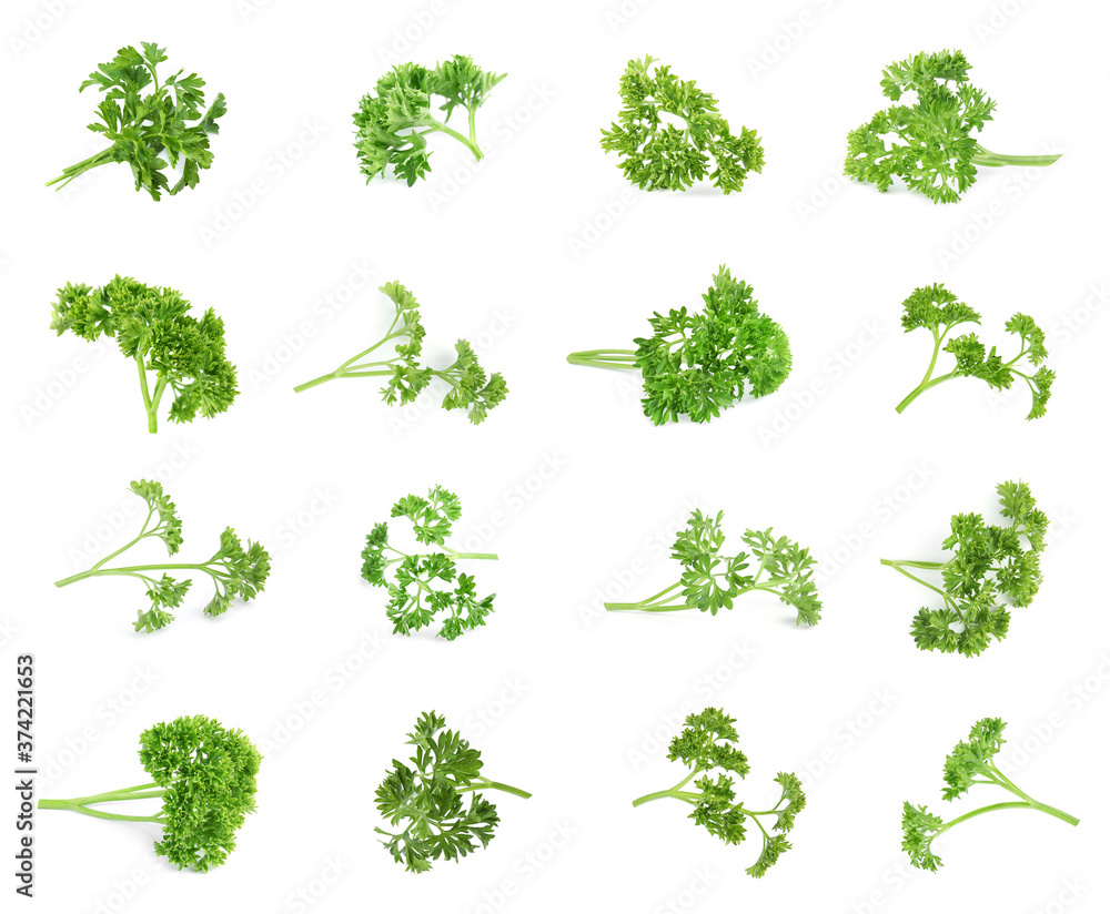 Set of green curly parsley on white background Set of green curly parsley on white background