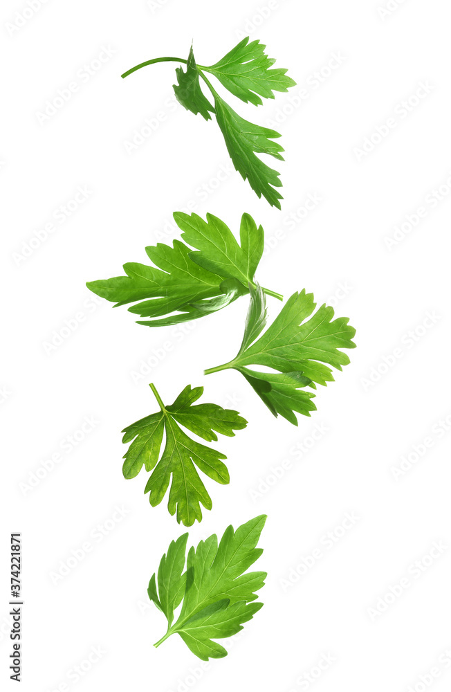 Green parsley leaves falling on white background Green parsley leaves falling on white background