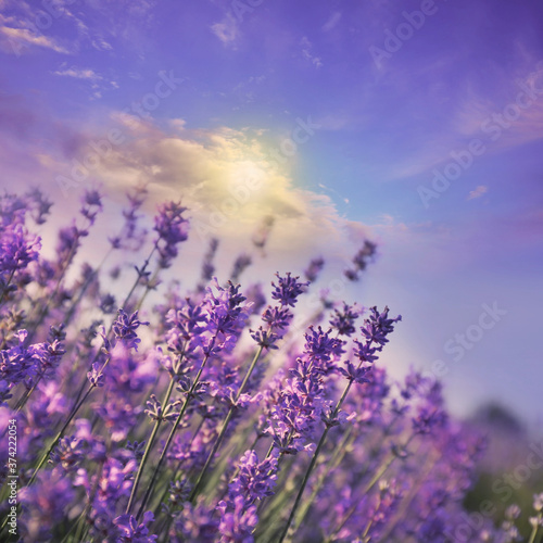 Beautiful sky over lavender flowers on sunny day