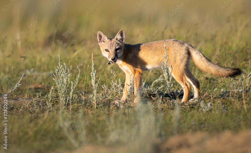 Endangered swift fox in the wild Endangered swift fox in the wild