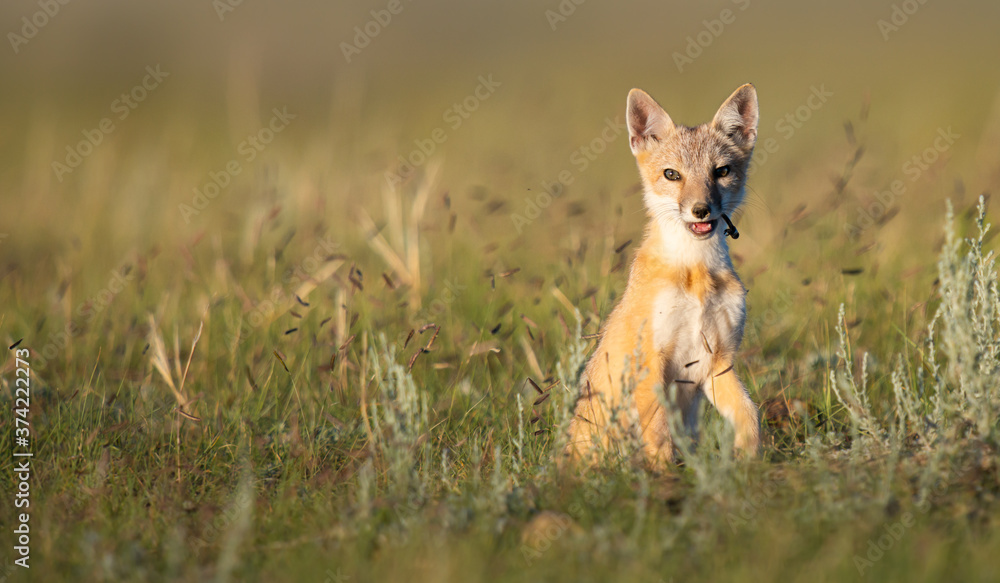 Endangered swift fox in the wild Endangered swift fox in the wild