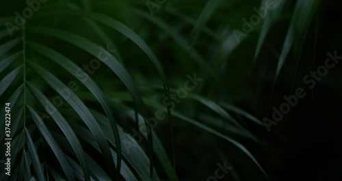 Rich dark ferns hang in a dense lush forest in a Mayan jungle in Mexico