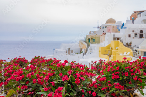 Oía view with lovely pink flowers and green leaf in the foreground on a cloudy day. Santorini Island. Copy space.