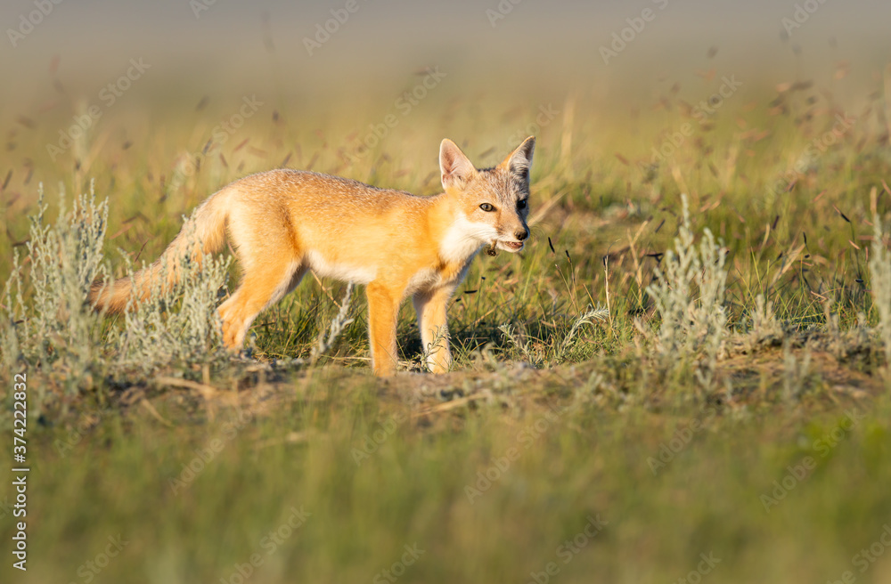 Fototapeta premium Endangered swift fox in the wild