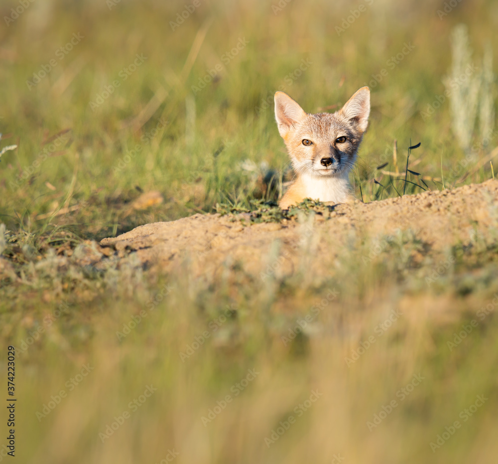 Endangered swift fox in the wild