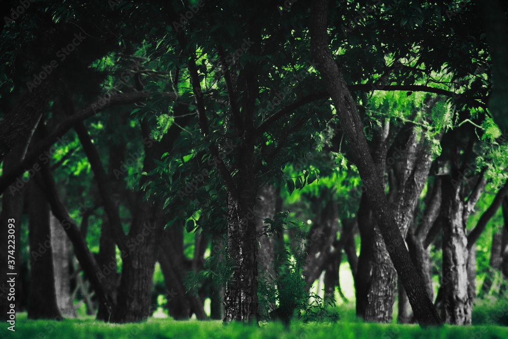 Fototapeta premium Zoomed on tree in a small forest. Green changed to red with prominent shadows.