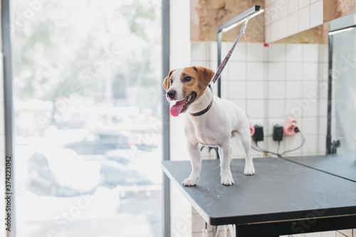 Grooming of dogs and small animals in the grooming salon. © callisto