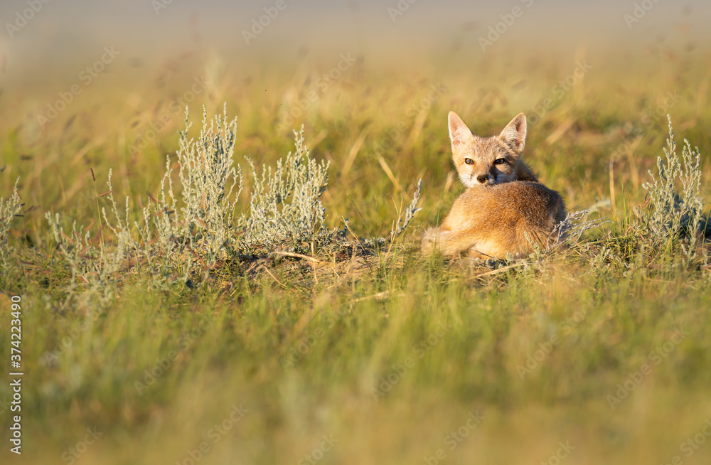 Endangered swift fox in the wild Endangered swift fox in the wild