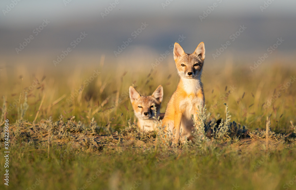 Endangered swift fox in the wild