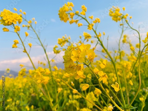 field of yellow flowers / 菜の花