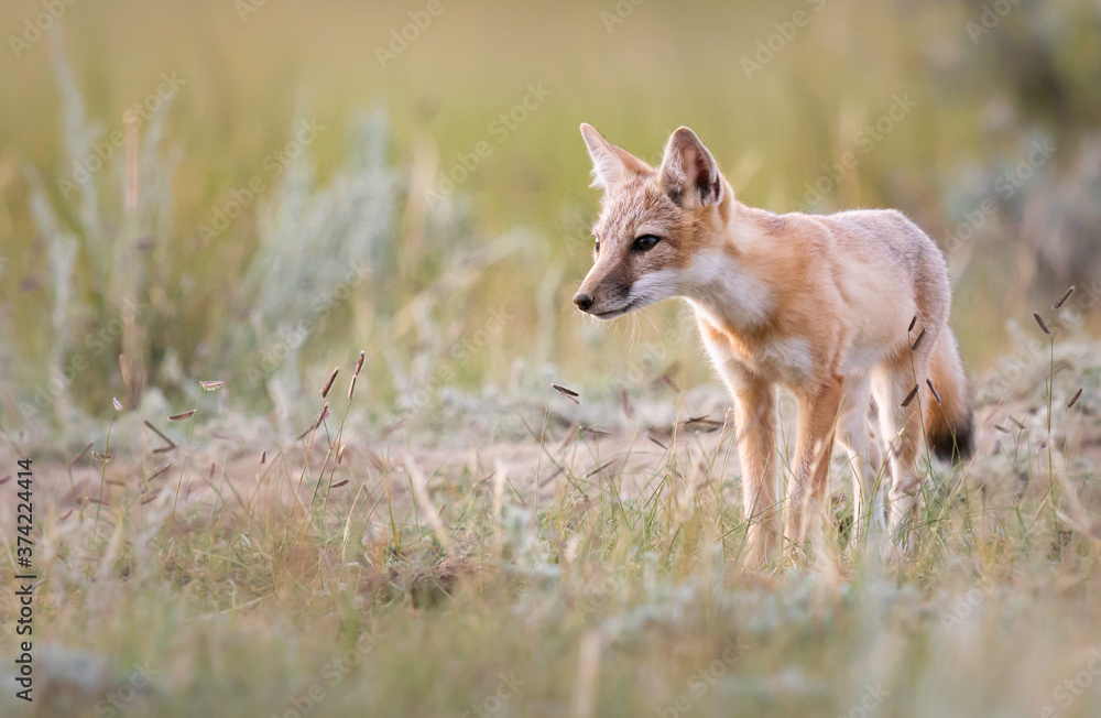 Endangered swift fox in the wild