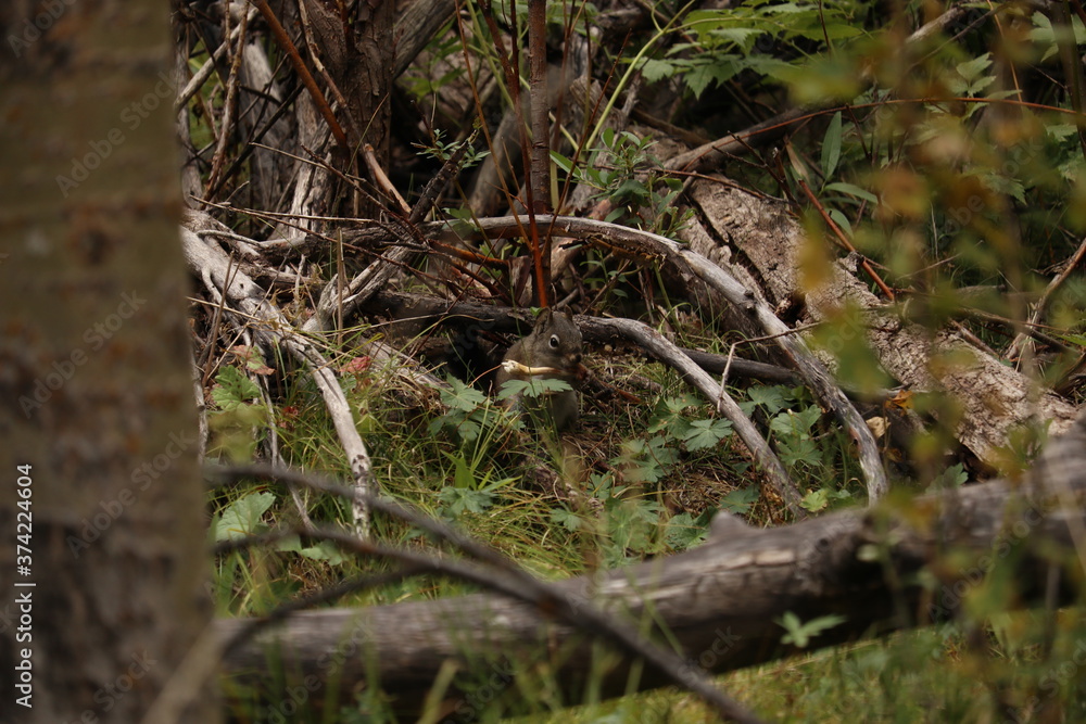 Elusive squirrel hiding and eating in the underbrush Elusive squirrel hiding and eating in the underbrush