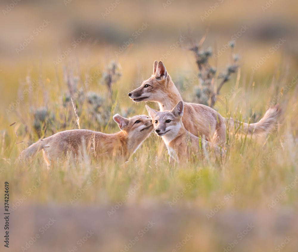 Fototapeta premium Endangered swift fox in the wild