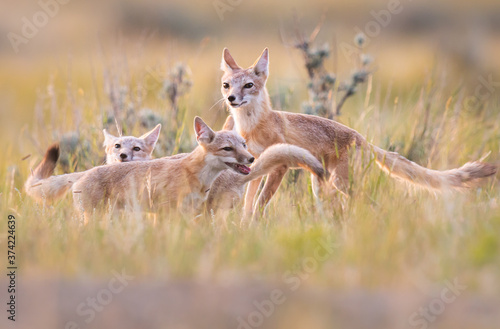 Fototapeta Naklejka Na Ścianę i Meble -  Endangered swift fox in the wild