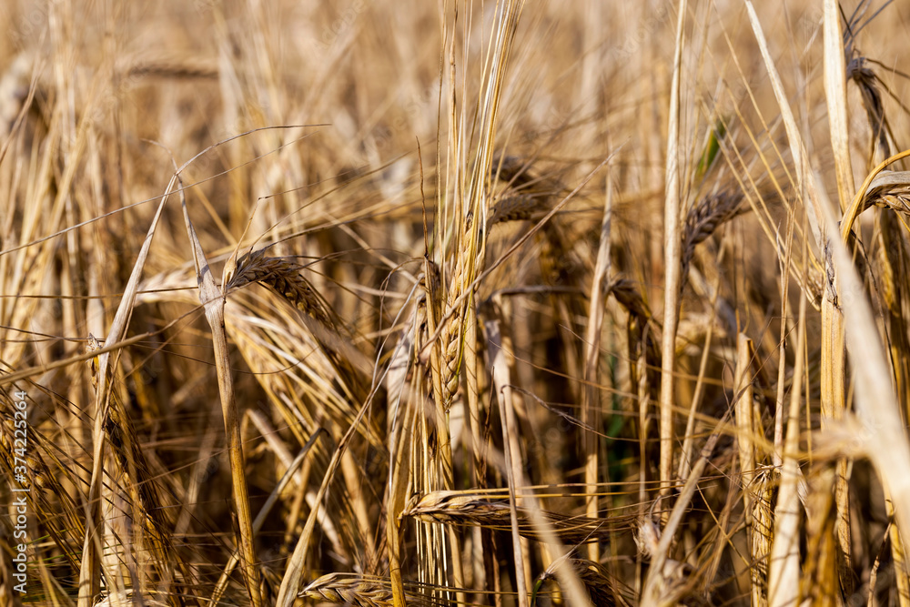 Fototapeta premium part of an agricultural field