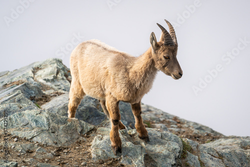 Young wild Alpine ibex steinbock or bouquetin on rocky mountain close-up view at Gornergrat Swiss Alps Switzerland