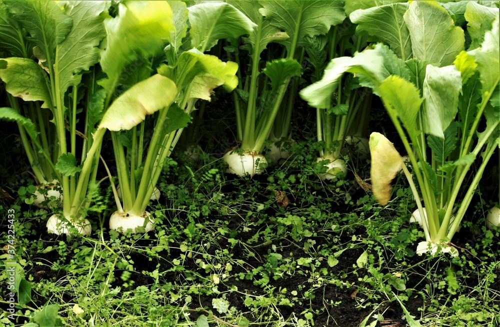 Obraz premium 収穫時期のかぶ