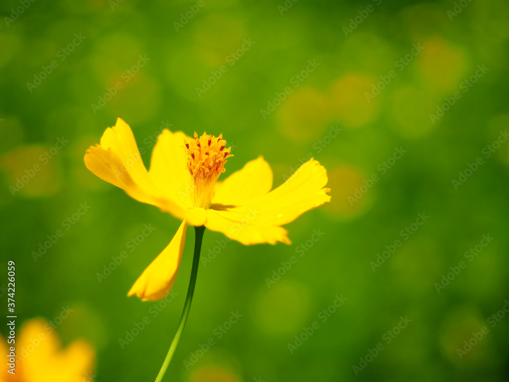 blooming yellow cosmos flower with green garden bokeh background blooming yellow cosmos flower with green garden bokeh background