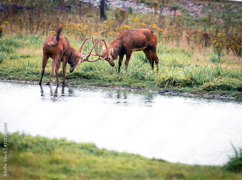 The Père David's deer, also known as the milu or elaphure, is a species of deer native to the river valleys of China. It grazes mainly on grass and aquatic plants. It is the only extant member of the The Père David's deer, also known as the milu or elaphure, is a species of deer native to the river valleys of China. It grazes mainly on grass and aquatic plants. It is the only extant member of the