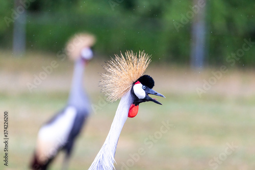 The black-crowned crane, also known as the black-crested crane, is a bird in the crane family Gruidae. It occurs in dry savannah in Africa south of the Sahara, although in nests in somewhat wetter hab photo